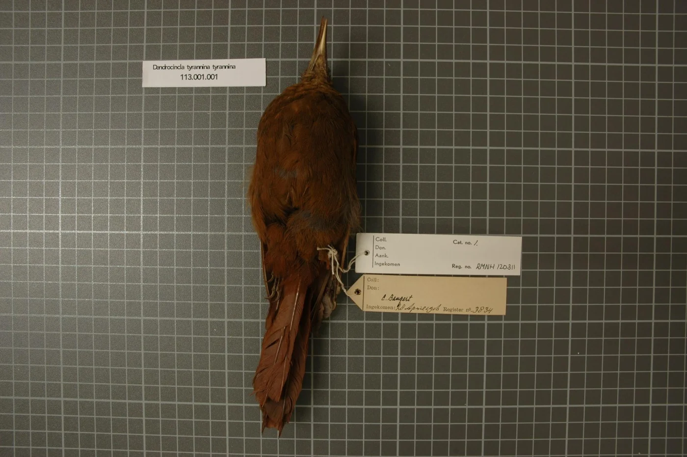 Tyrannine Woodcreeper