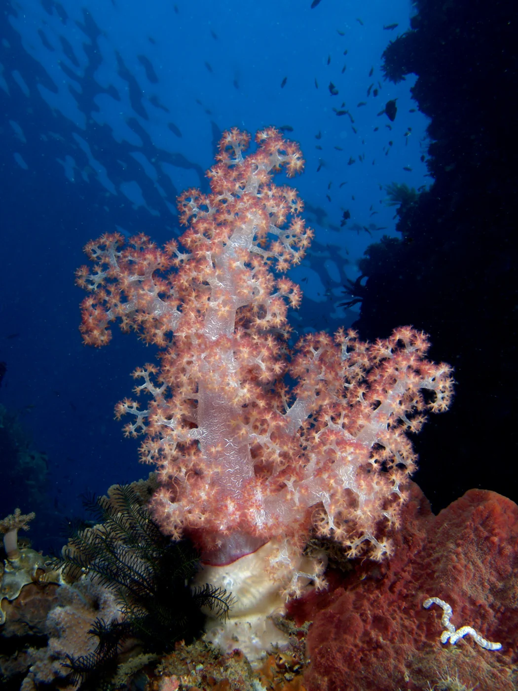 tree coral