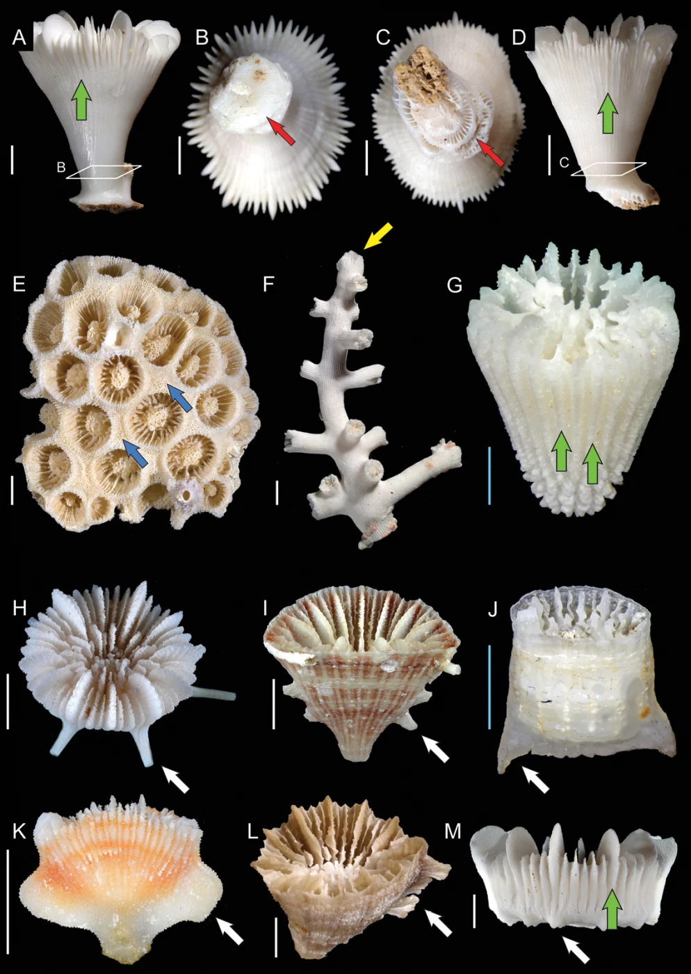 tree coral