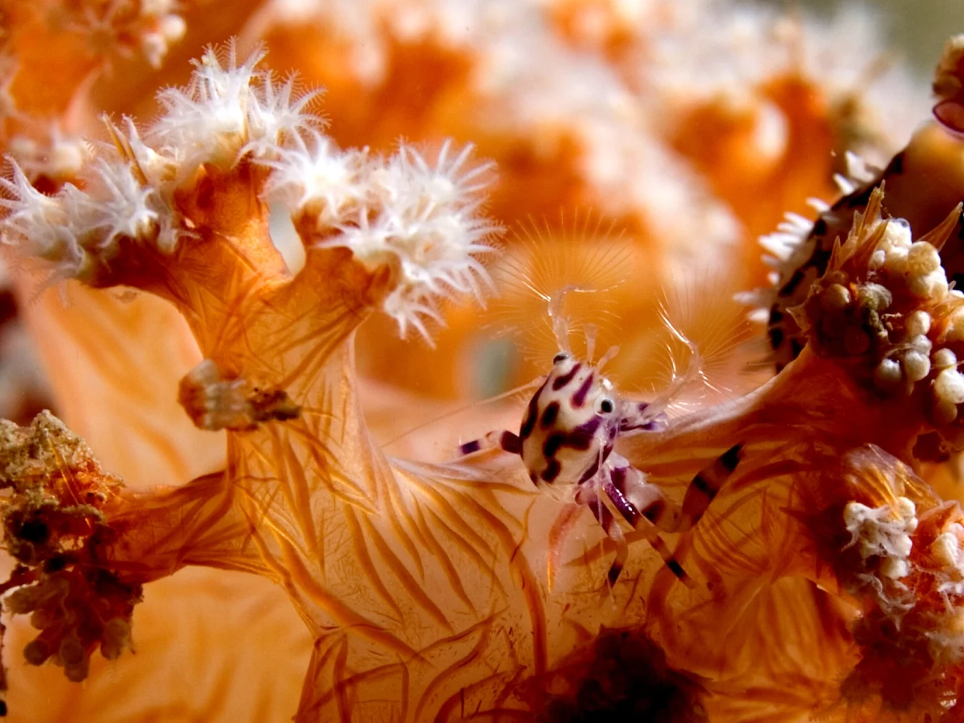 tree coral