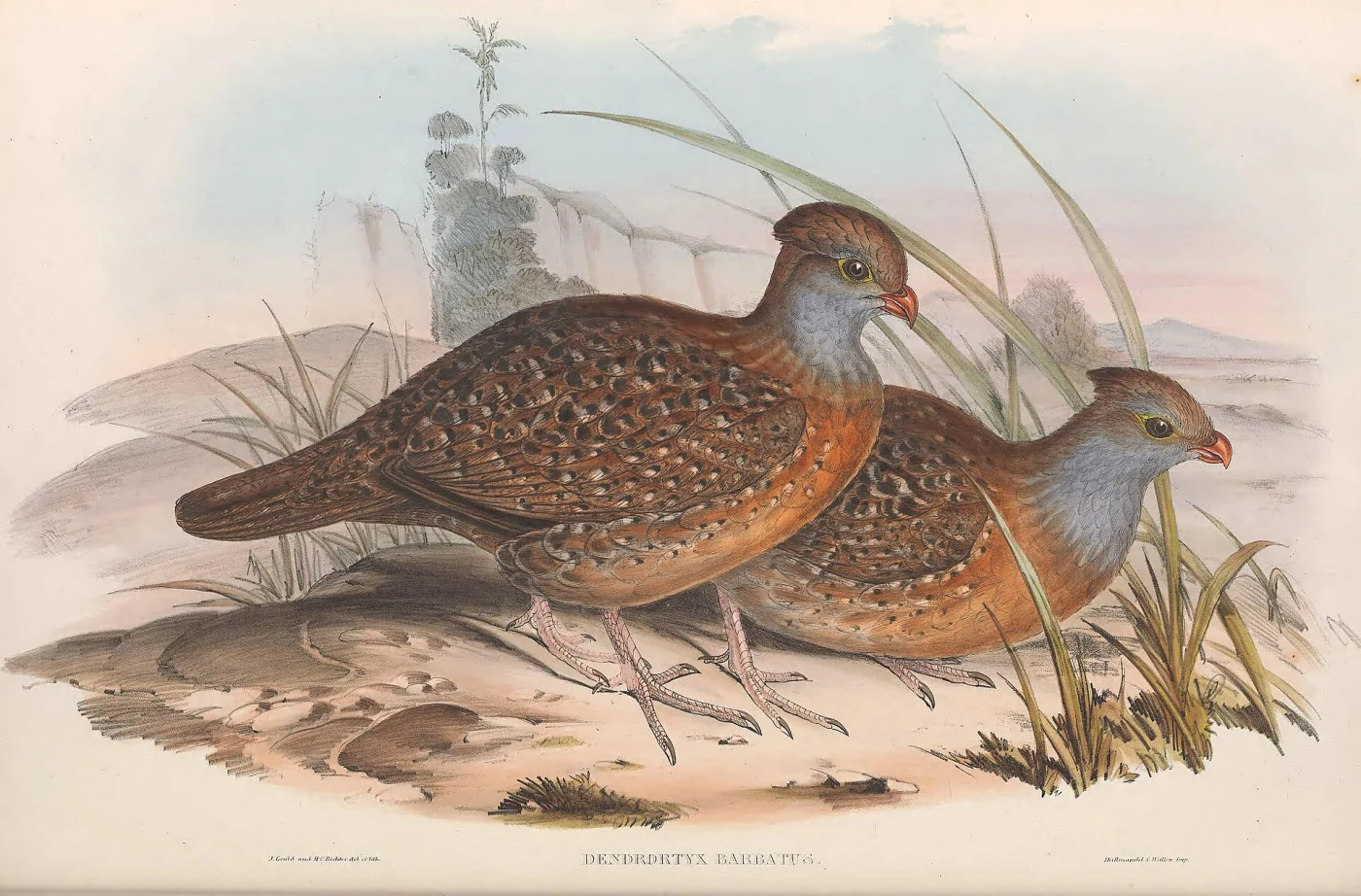 Bearded Wood Partridge