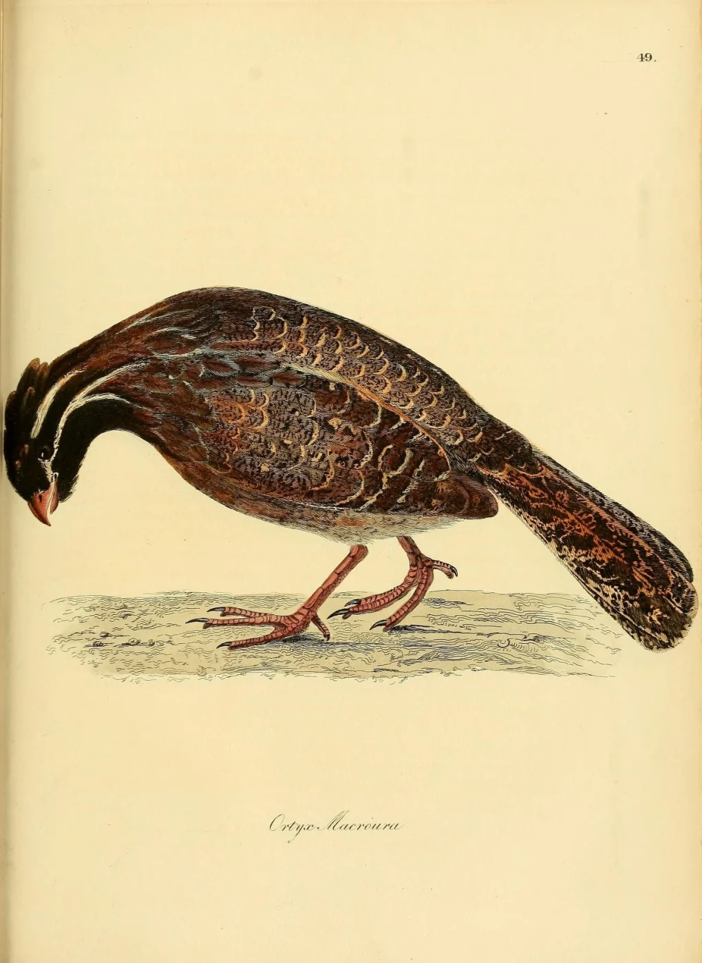 Long-tailed Wood Partridge