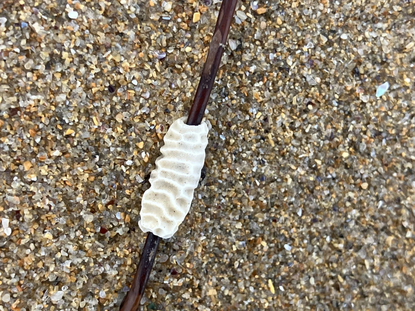 Densipora corrugata