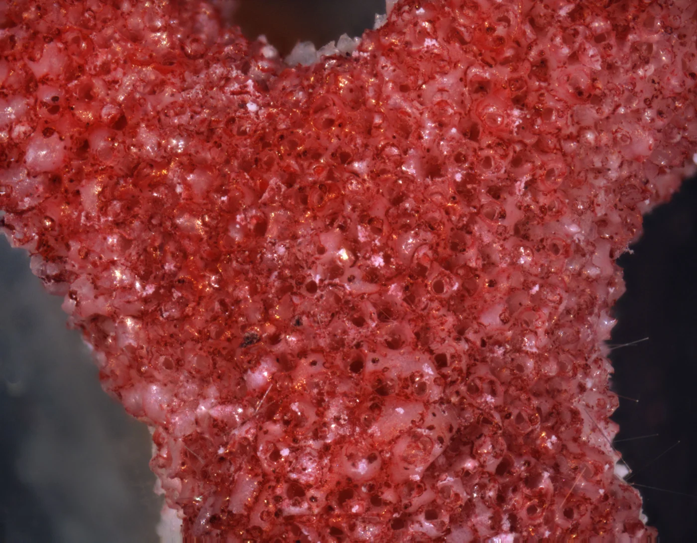 Dentiporella saldanhai