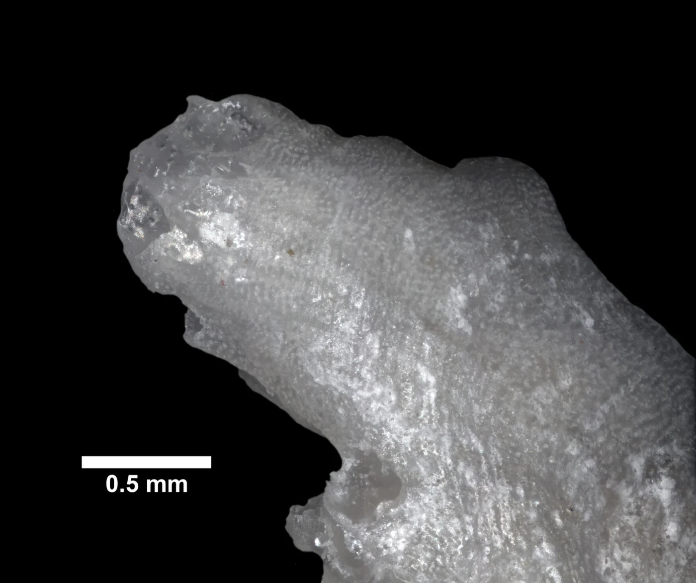 southern staghorn bryozoan