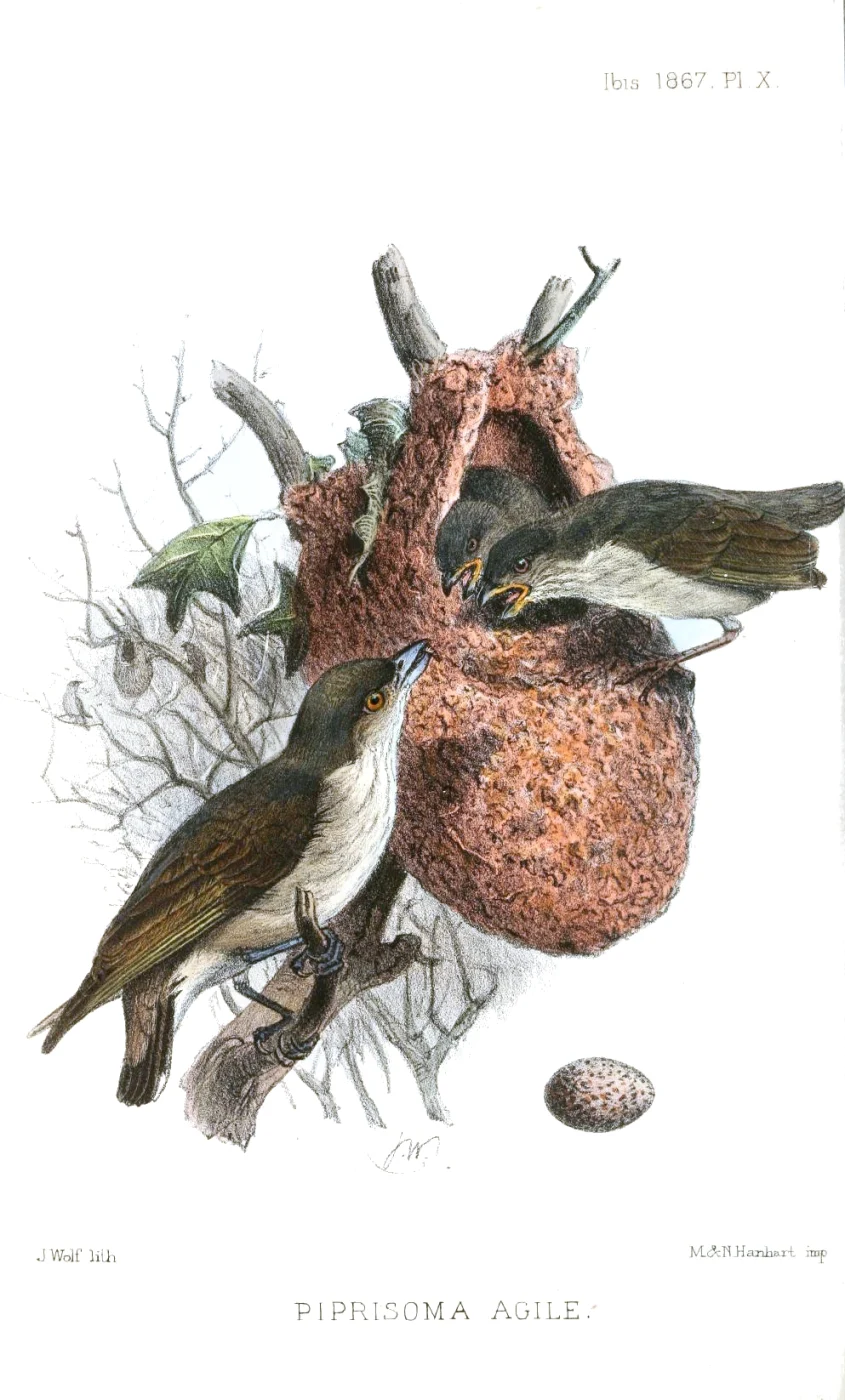 Thick-billed Flowerpecker