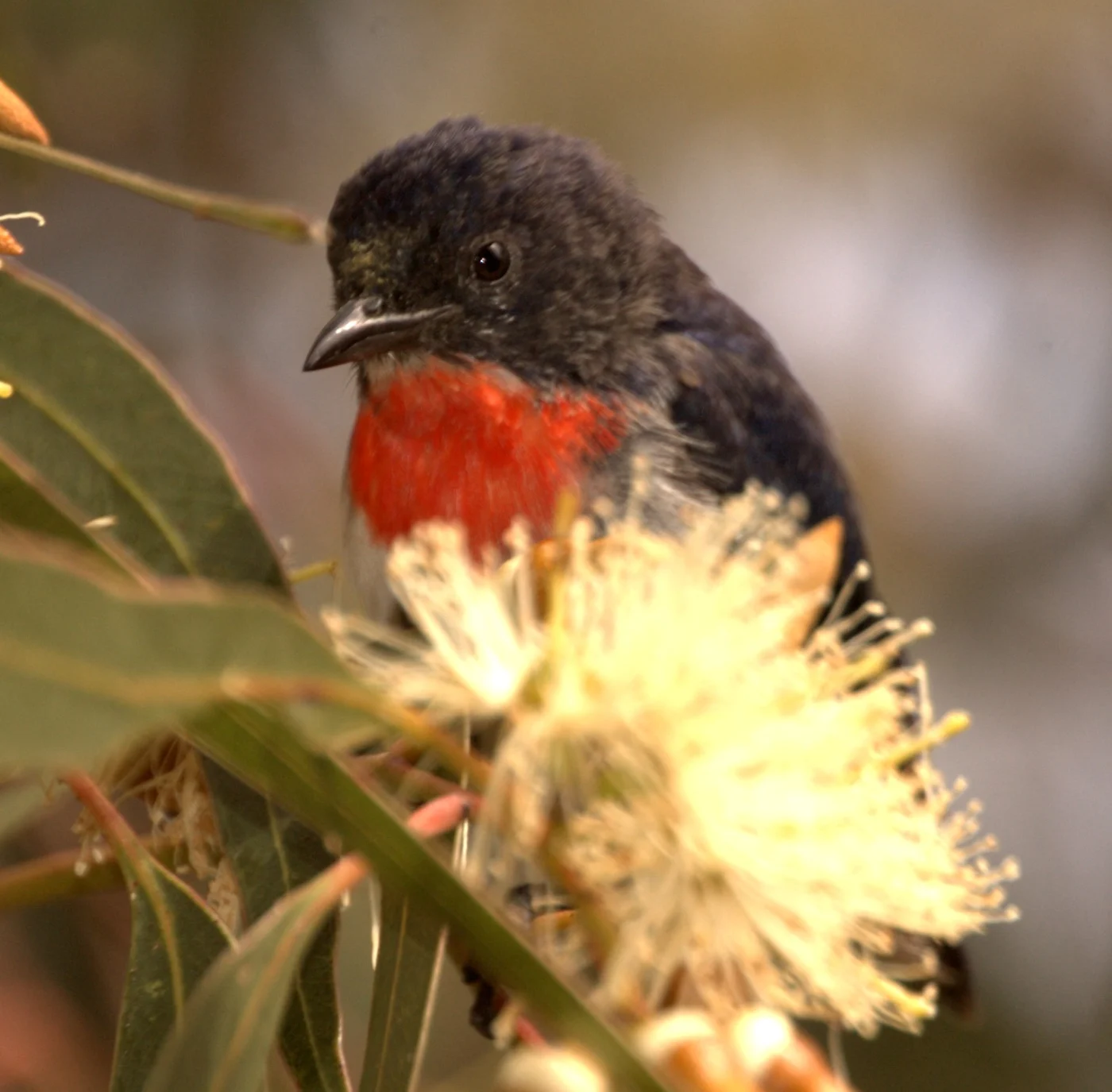 Australian Flowerpecker