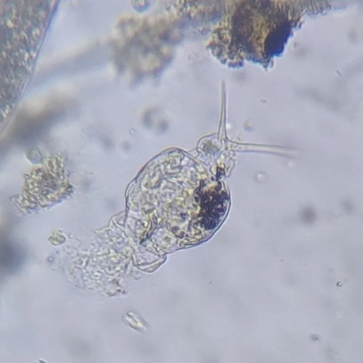 Dicranophoroides caudatus