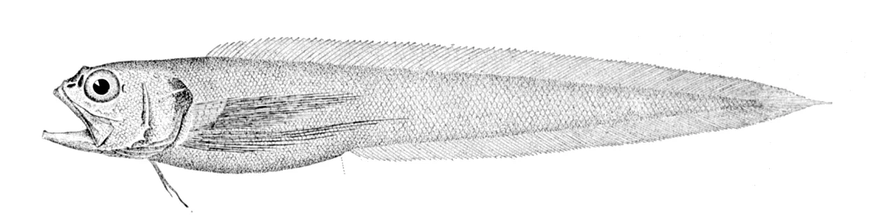 slender brotula