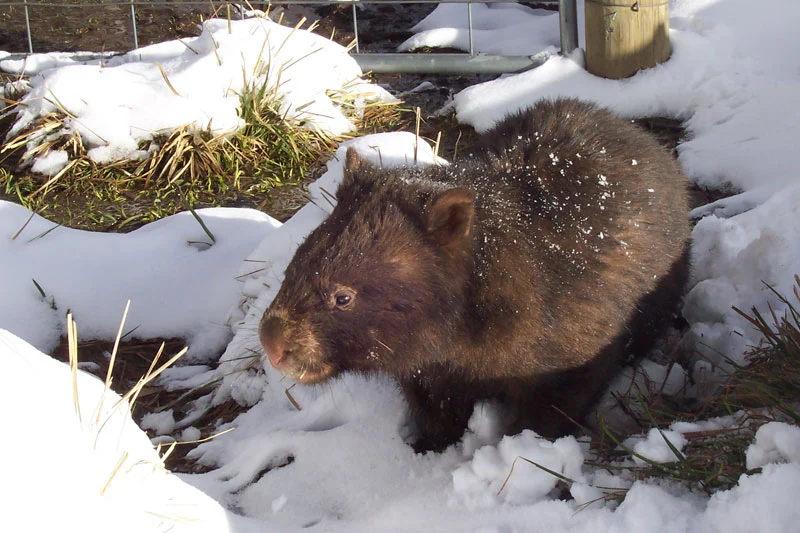 common wombat