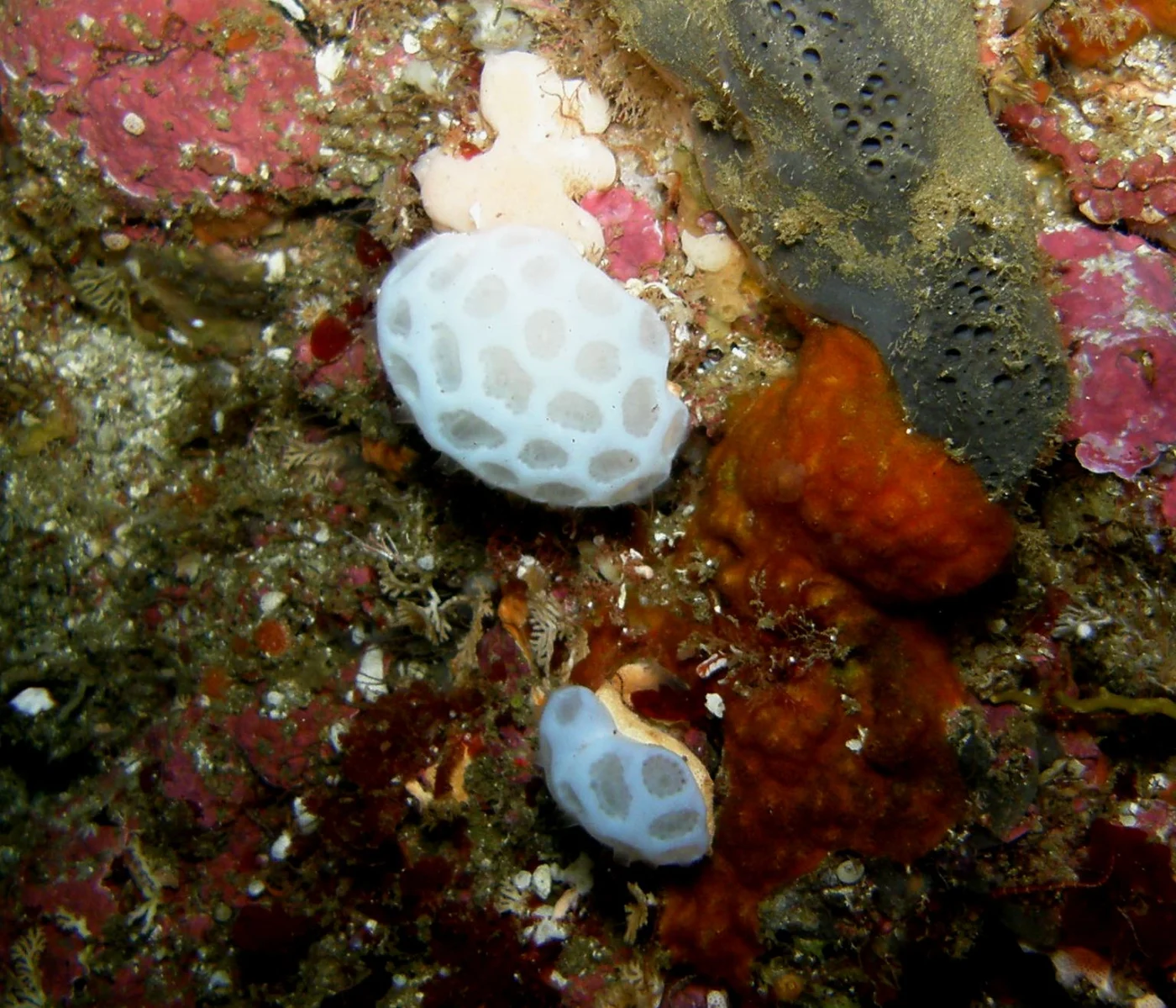 White Sponge Tunicate