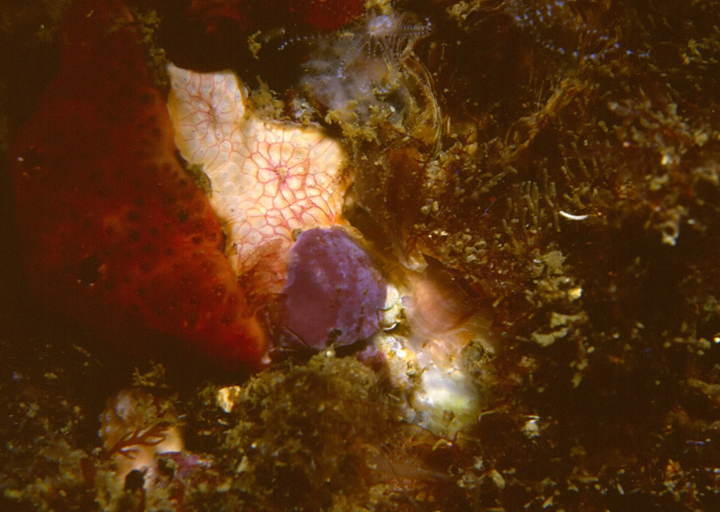 Didemnum granulosum