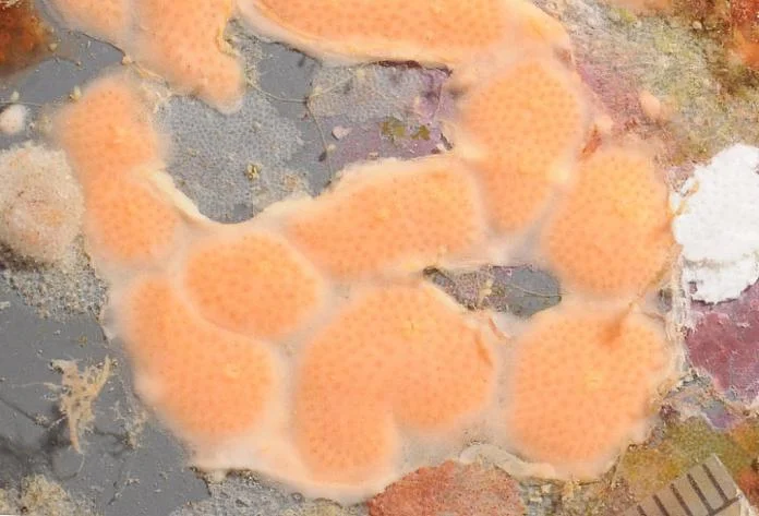 Didemnum ligulum