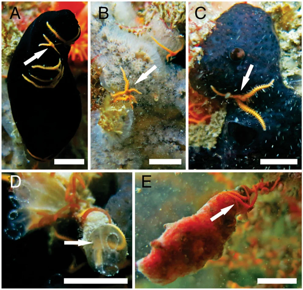 Didemnum lissoclinum