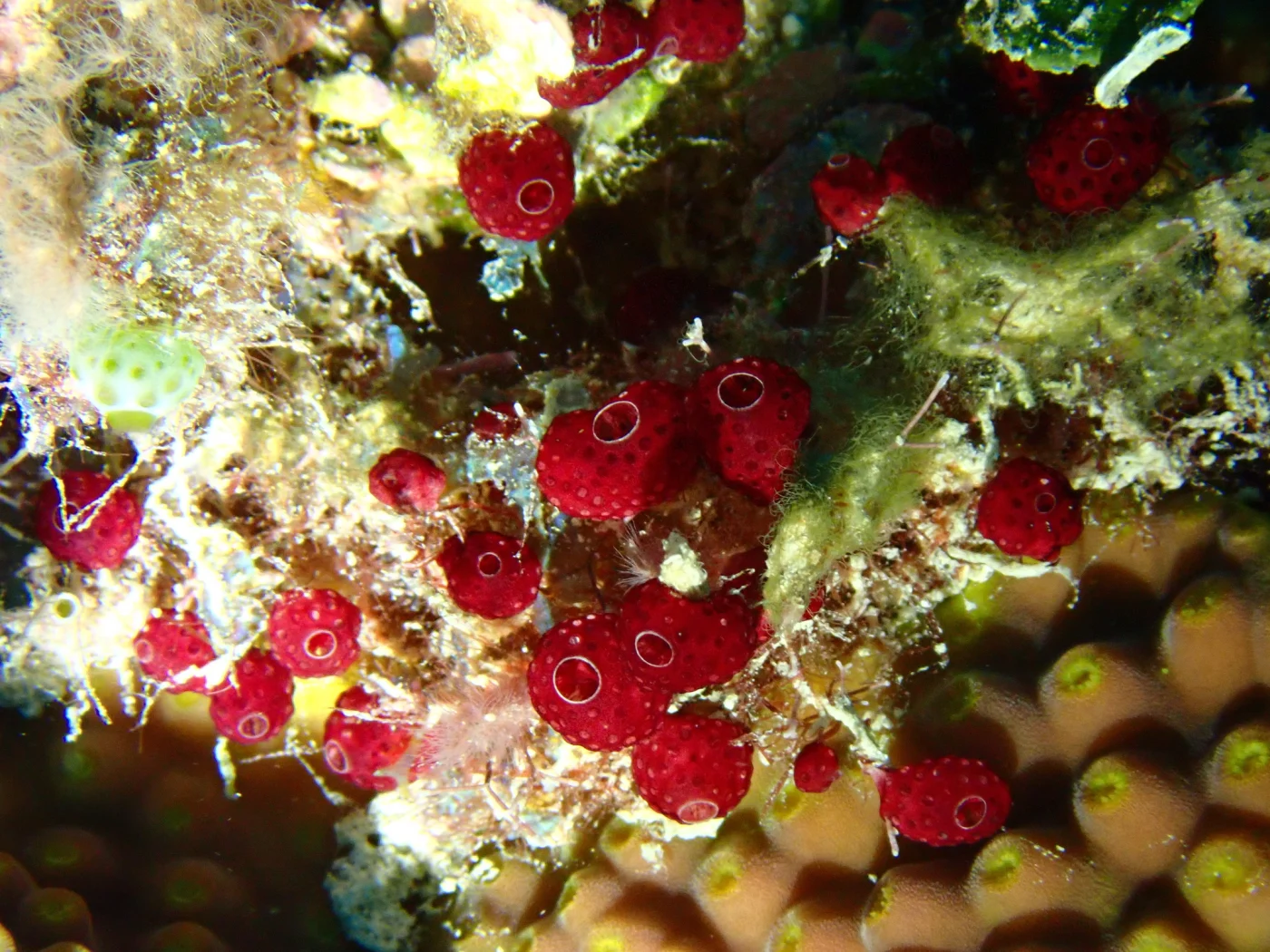 Moseley's Ascidian