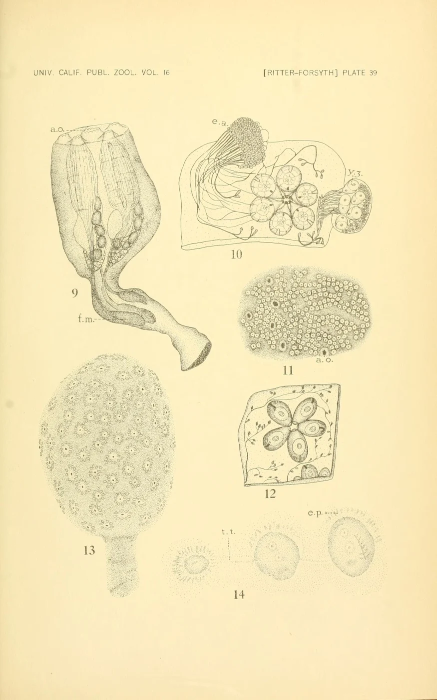 Didemnum pellucidum