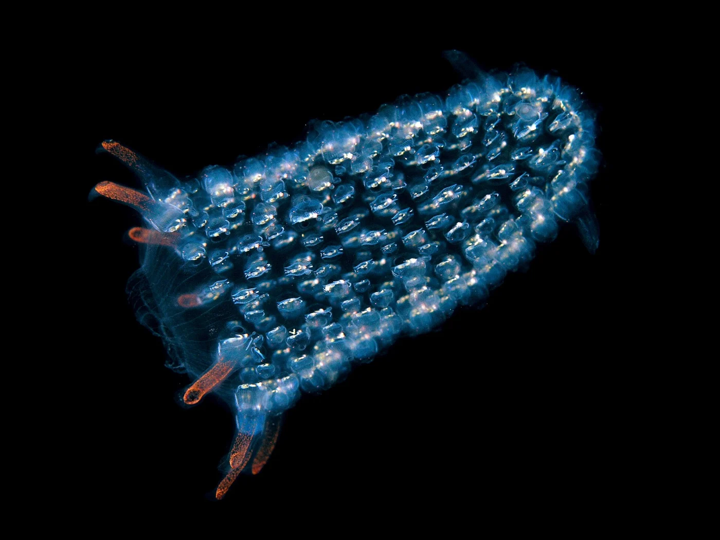 Colonial tunicate