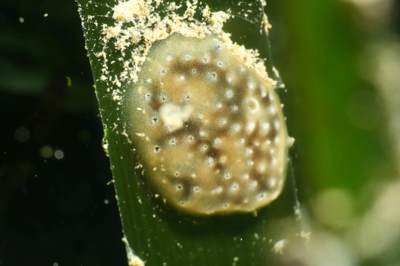 Didemnum protectum
