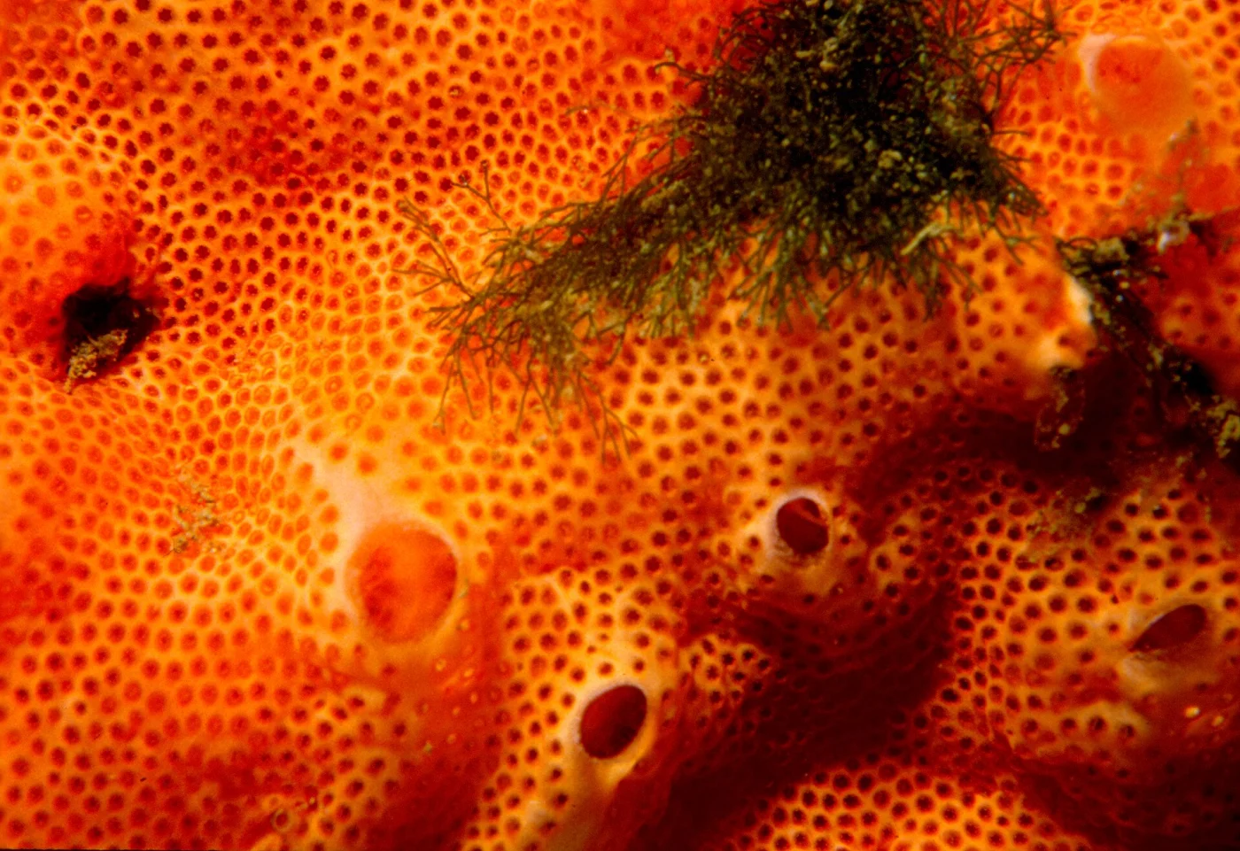 Didemnum pseudofulgens