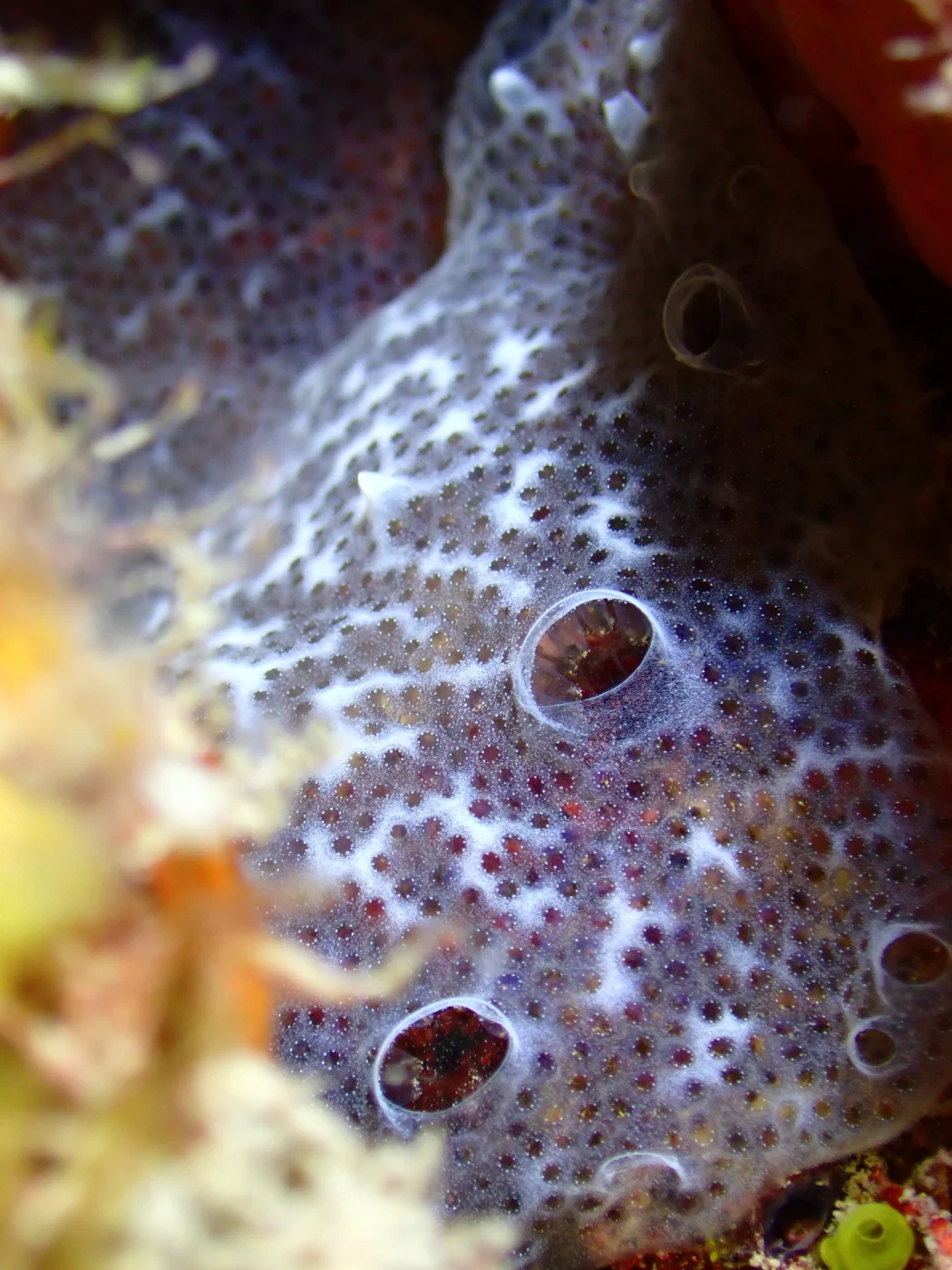 Black Overgrowing Tunicate