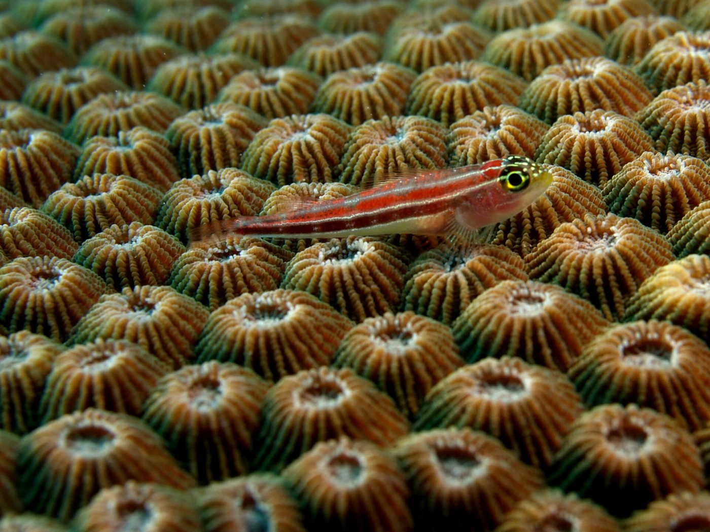 double-star coral