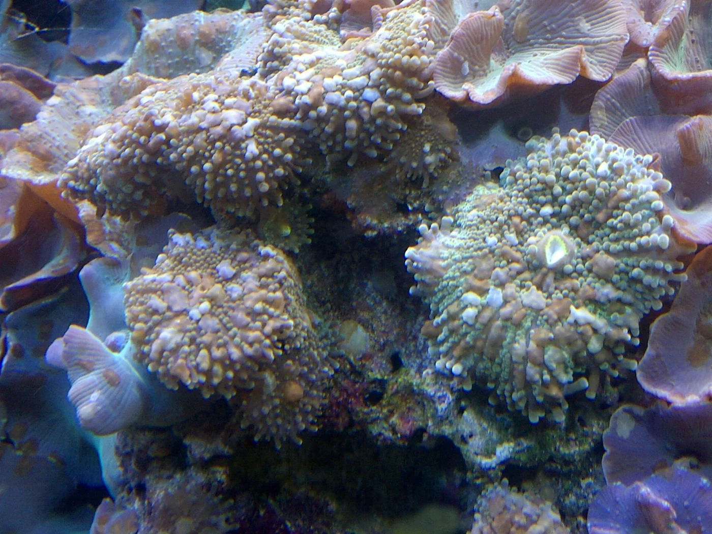 coral anemone
