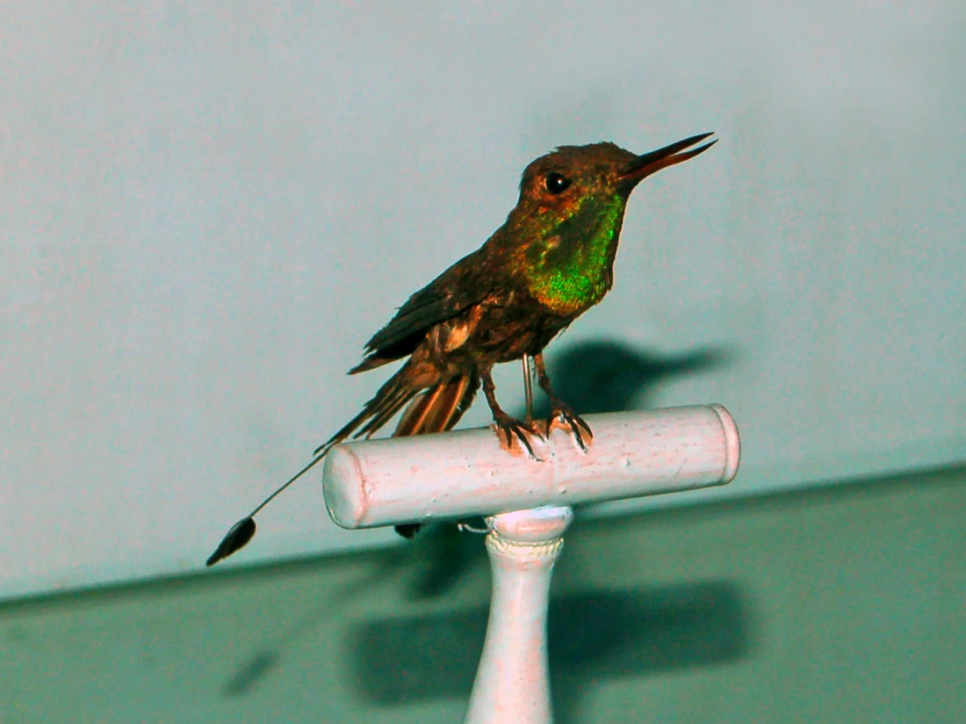 Racket-tailed Coquette