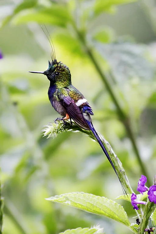Wire-crested Thorntail