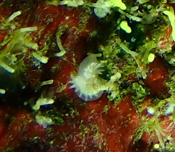 Disporella novaehollandiae