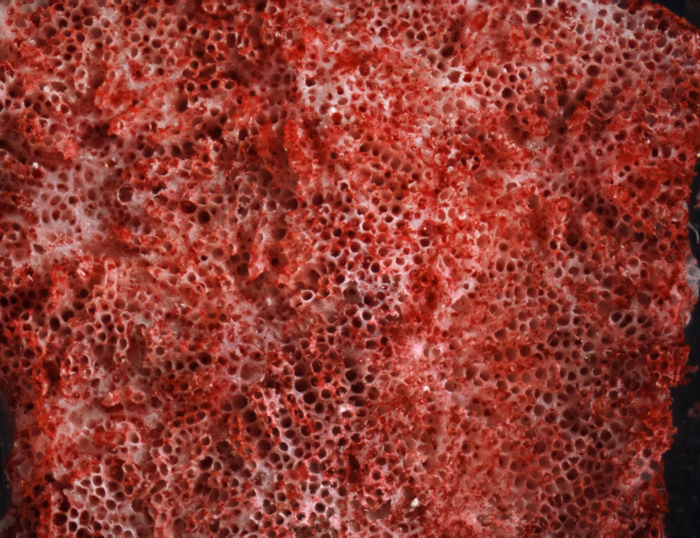 Purple Encrusting Bryozoan