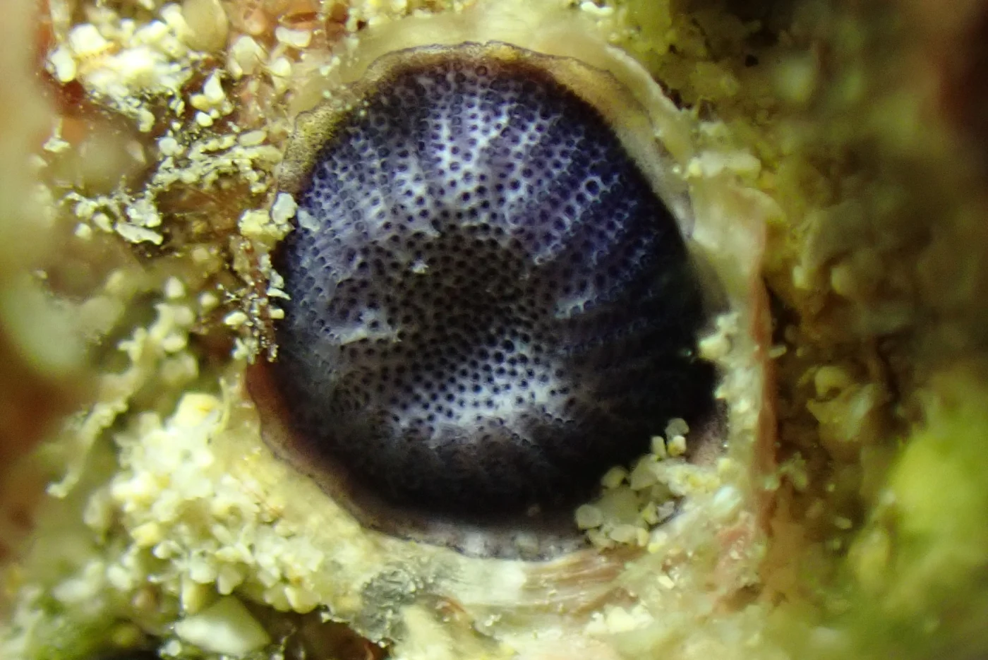 Disporella violacea