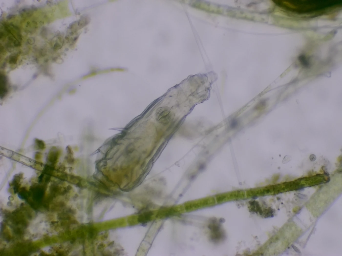 Dissotrocha aculeata