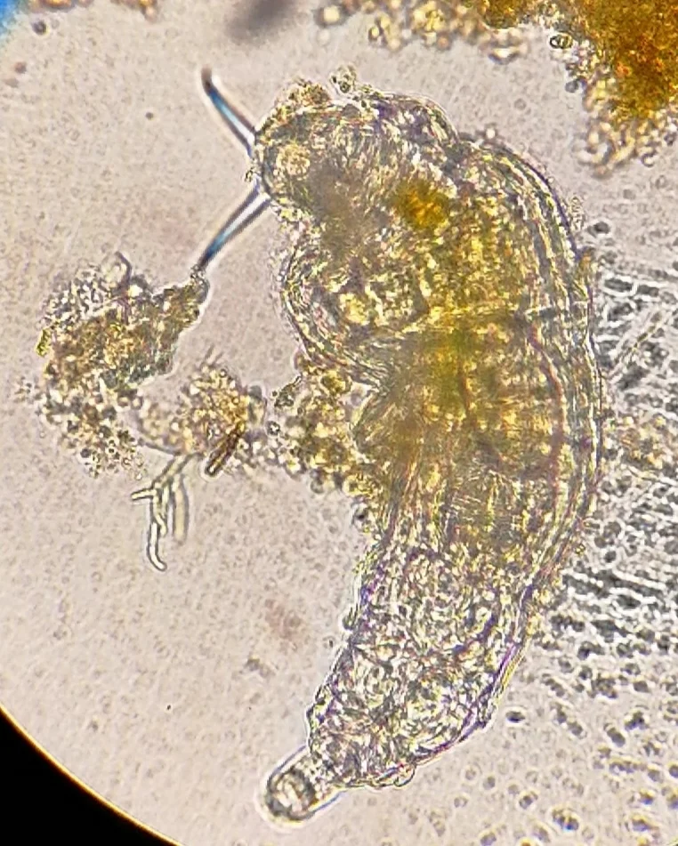 Dissotrocha schlienzi