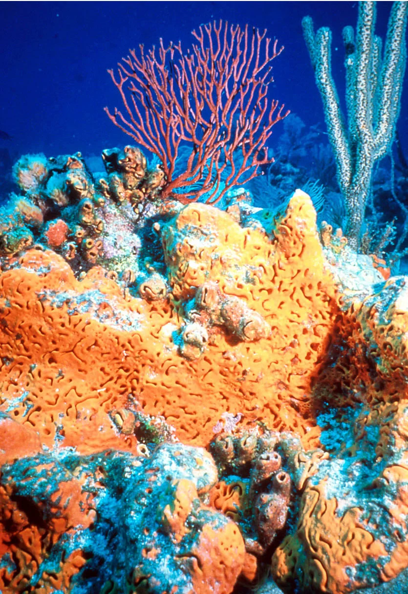 sea rod