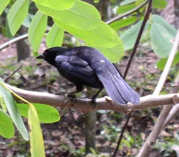 Melodious Blackbird