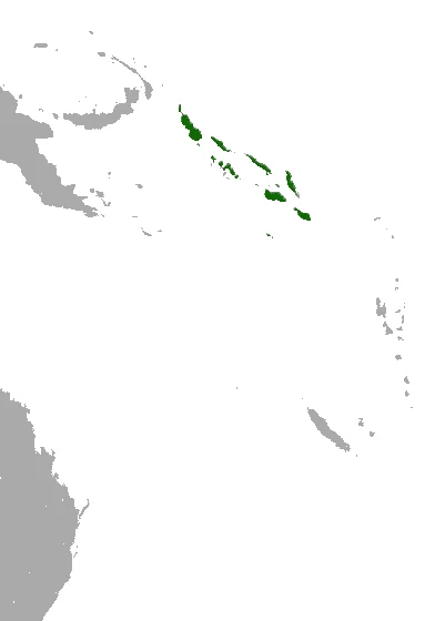 Solomon's Naked-backed Fruit Bat