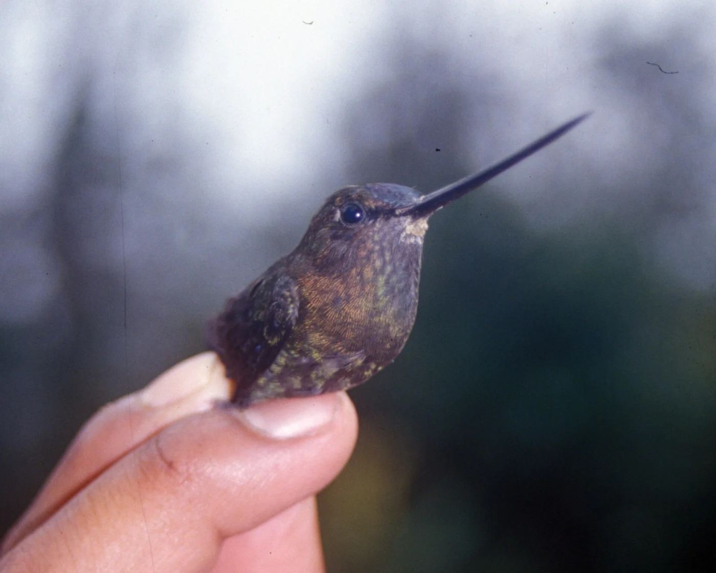 Green-fronted Lancebill