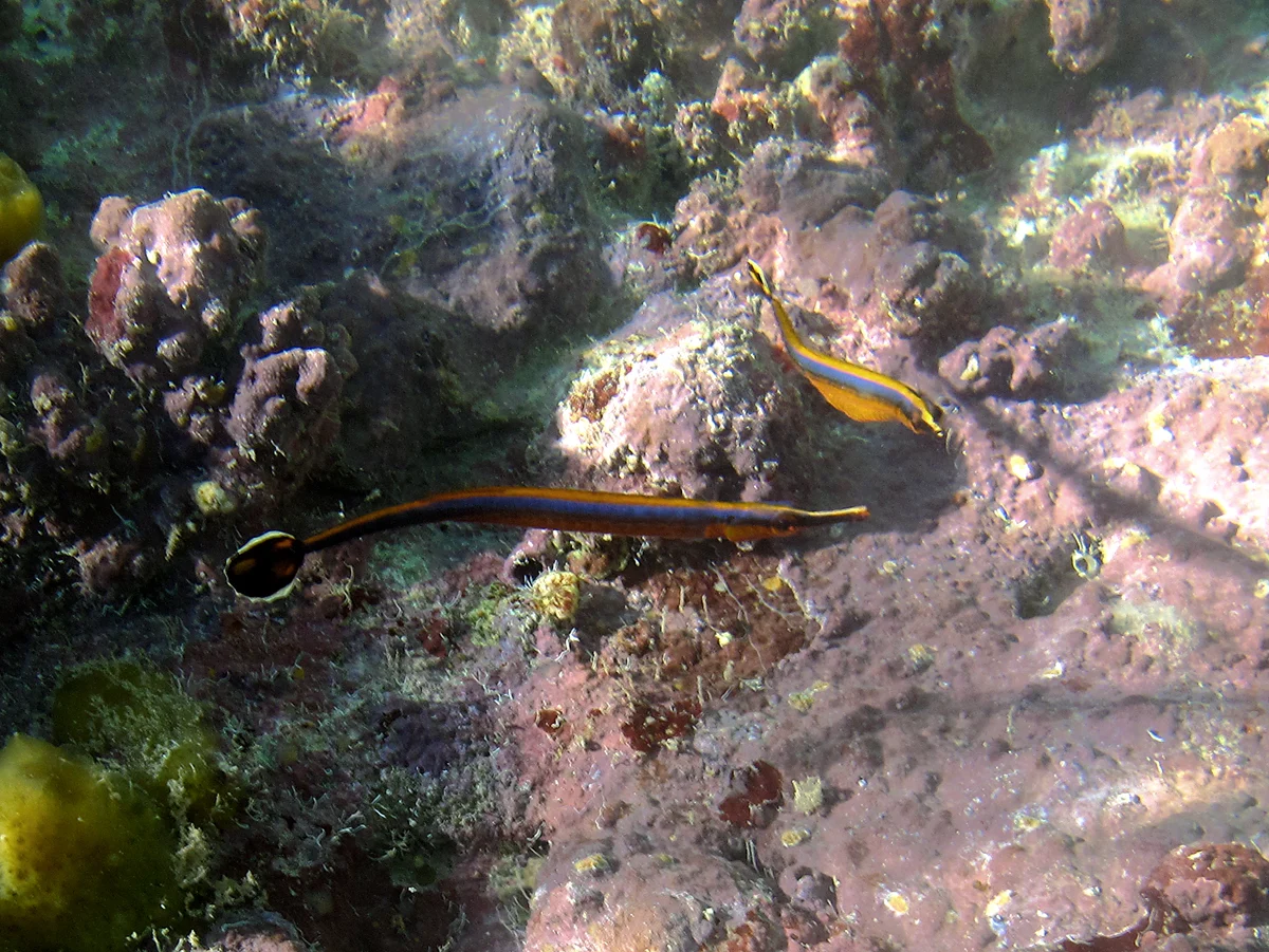 narrowstripe pipefish