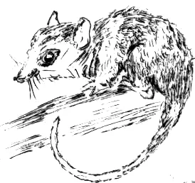 Chilean Opossum
