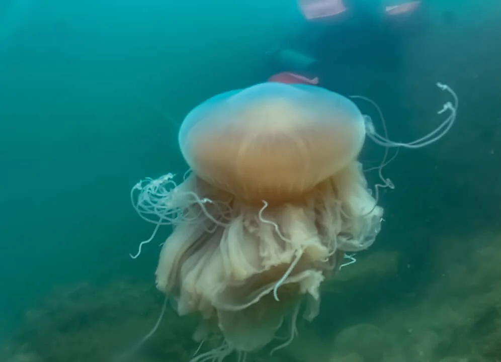 Purple Sea Mane