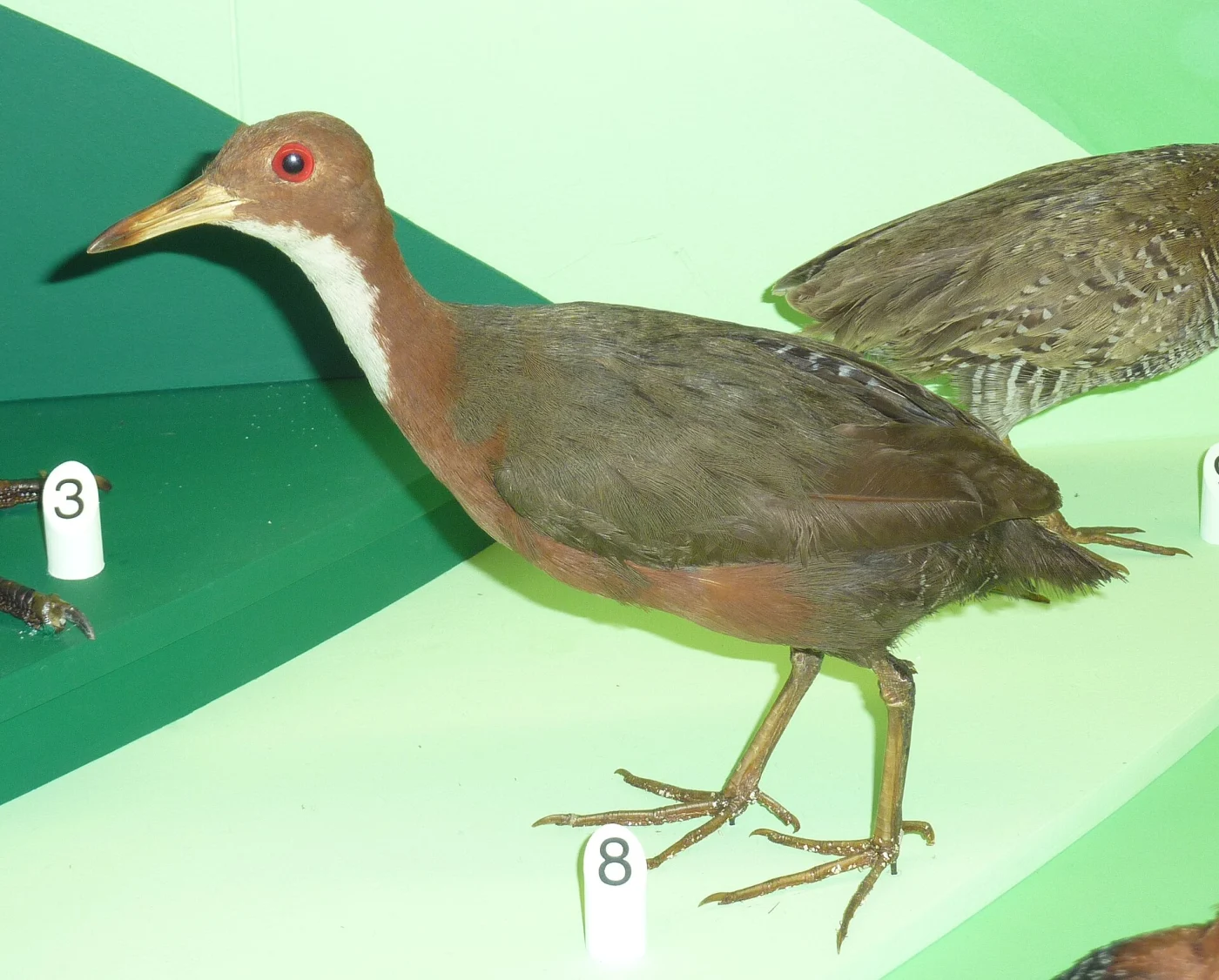 Cuvier's Rail
