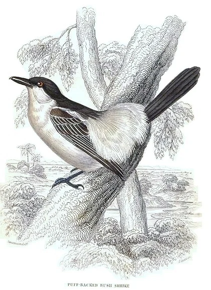 NOPU