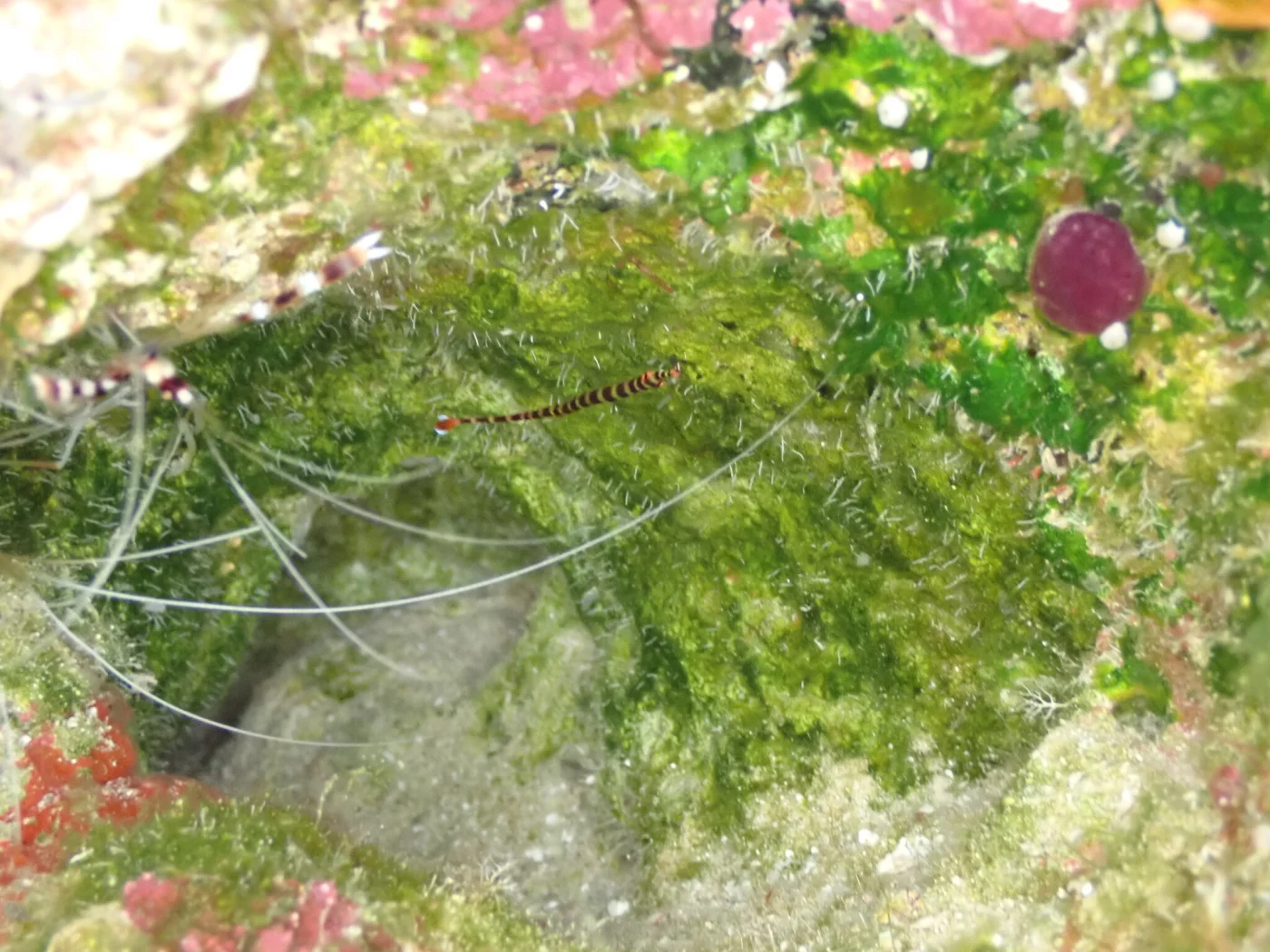 Naia Pipefish