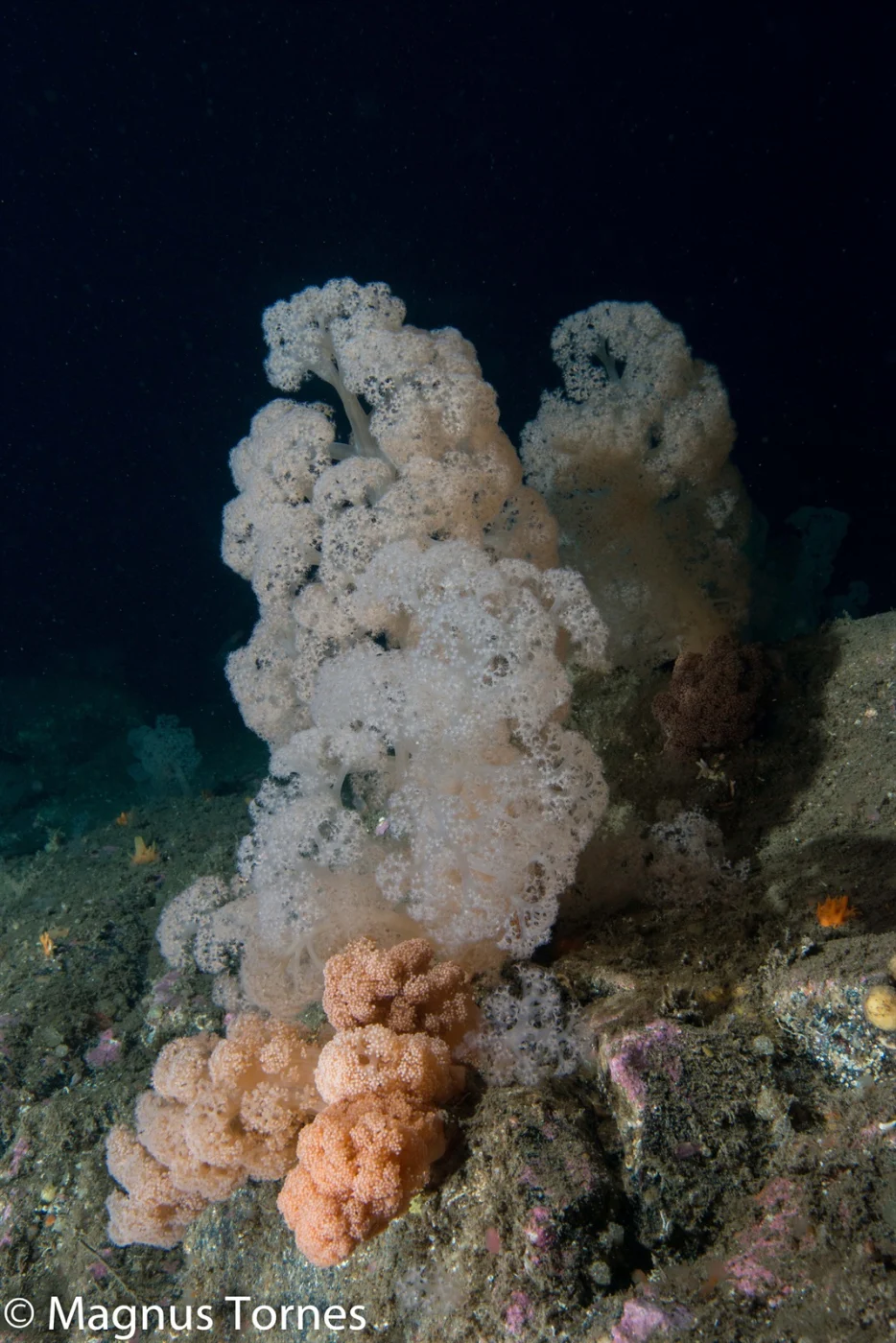 flowery carnation coral