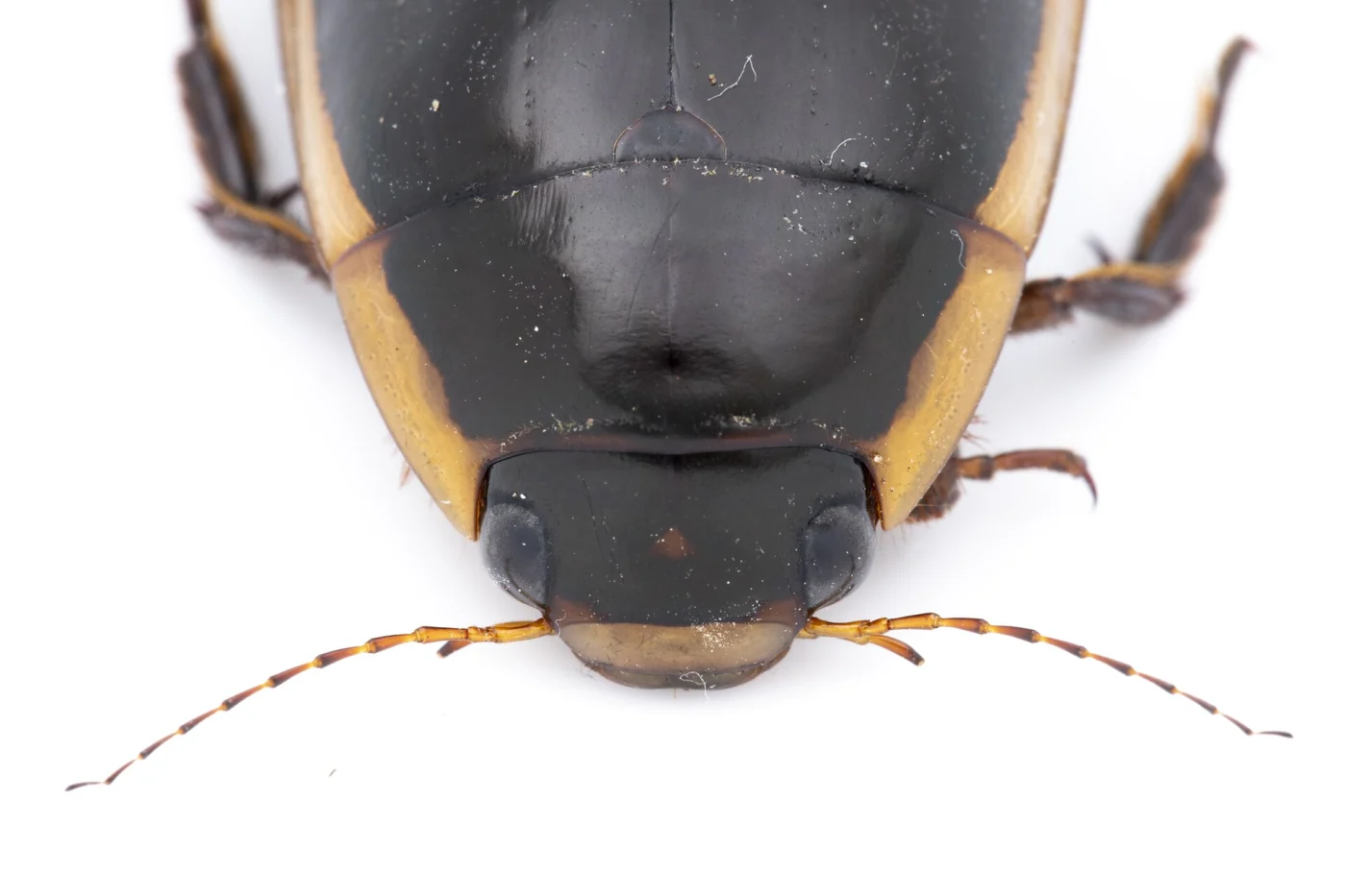 Vertical Diving Beetle
