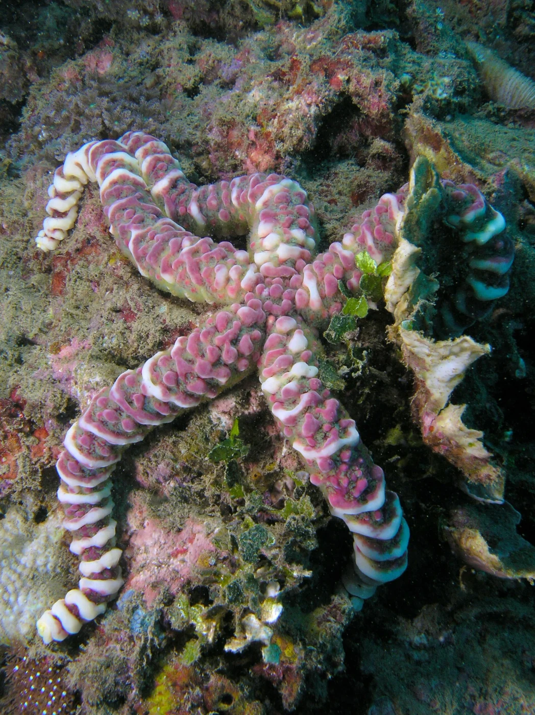 Nodular Sea Star
