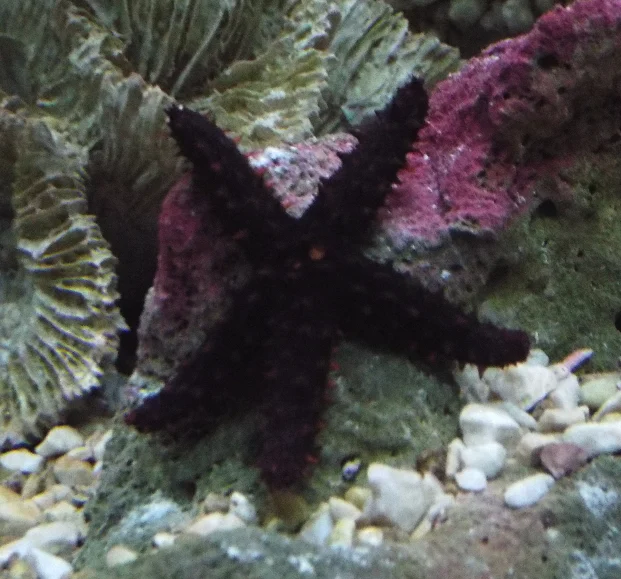 orange knobby star