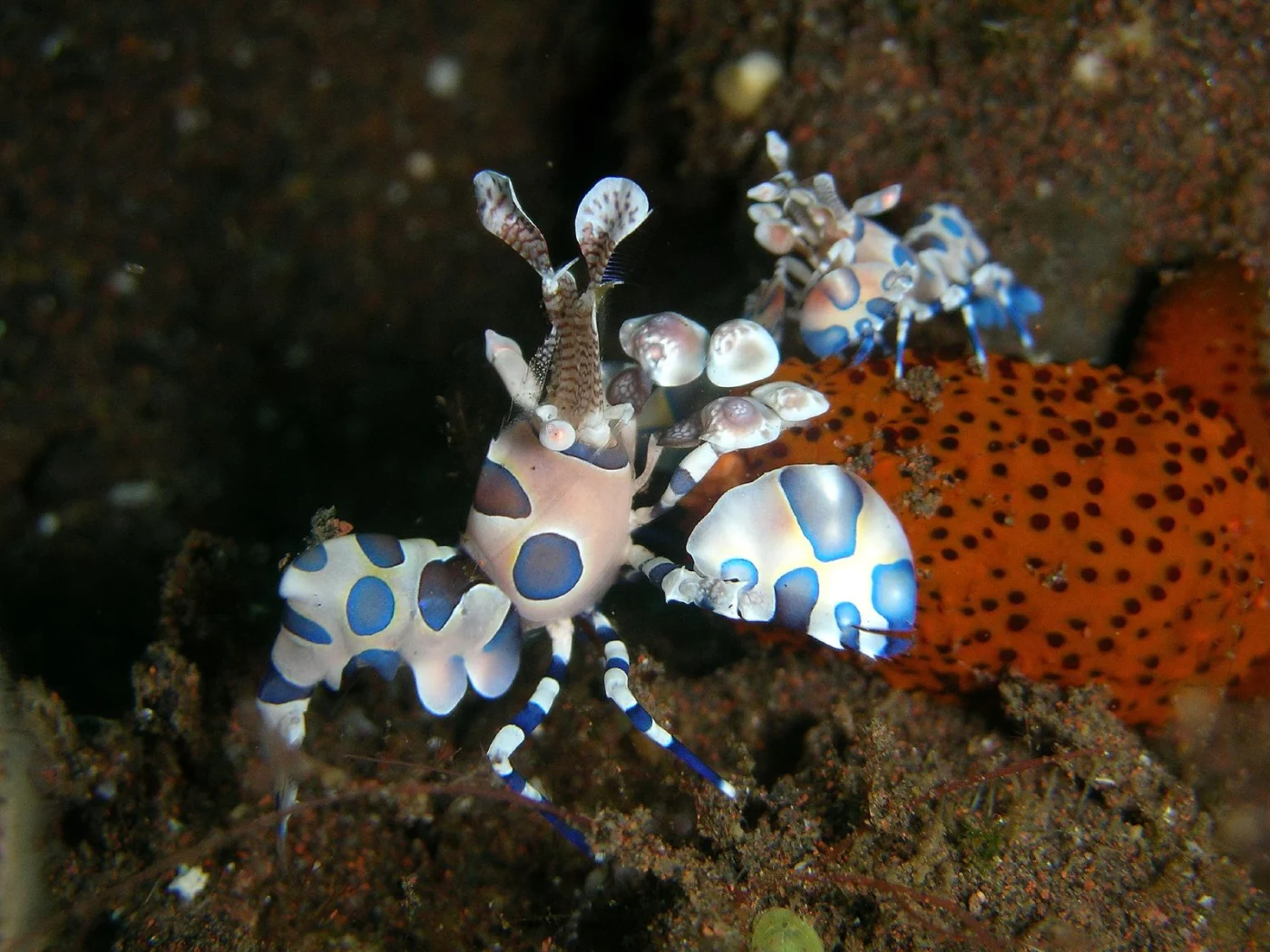 Luzon seastar