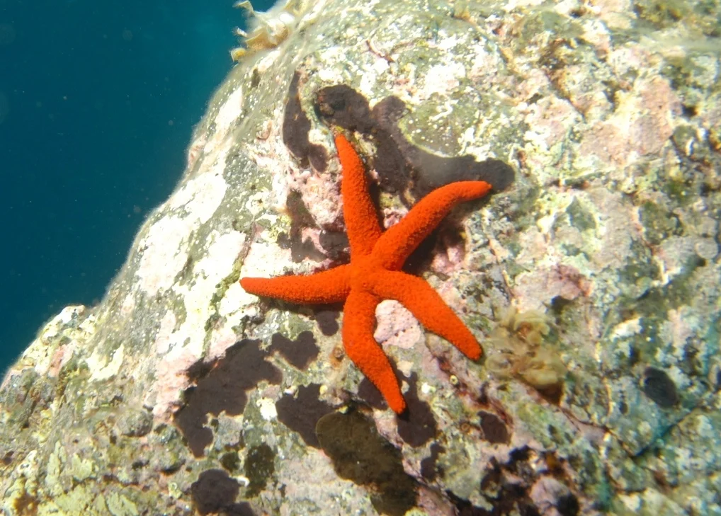 red starfish