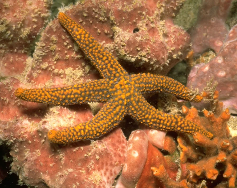 small-spine sea star
